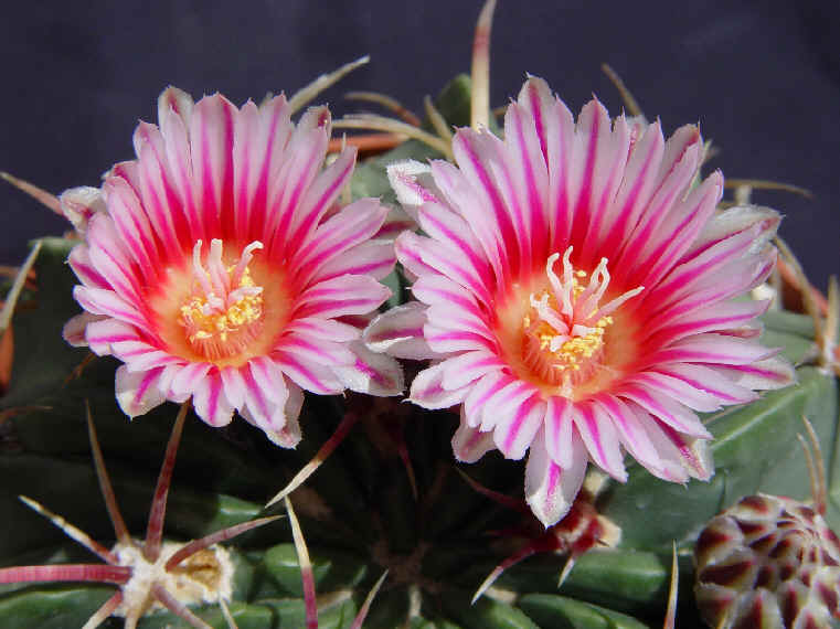 (Collection , photo : D. Scott)