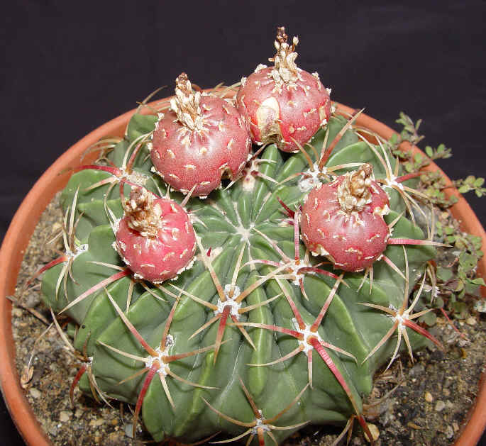 (Collection , photo : D. Scott)